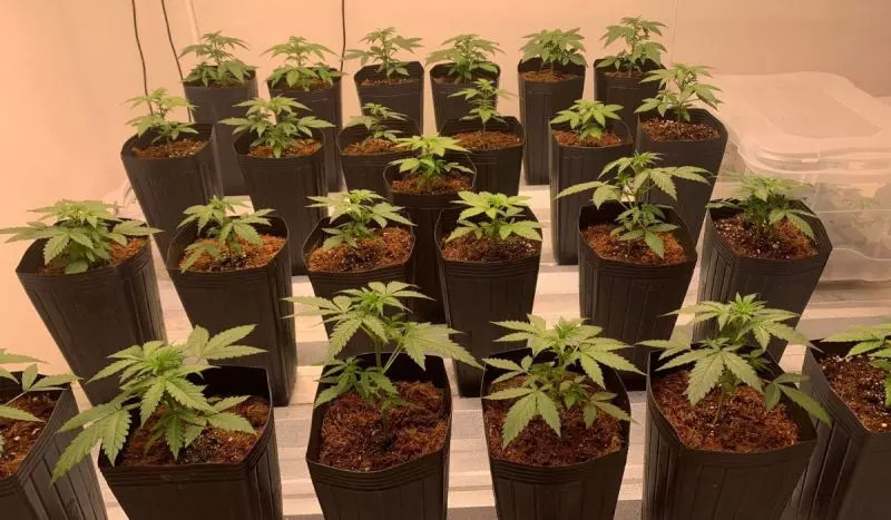 VOCÊ É A FAVOR DA REGULAMENTAÇÃO DA CANNABIS? ANVISA ABRE CONSULTA PÚBLICA SOBRE USO MEDICINAL