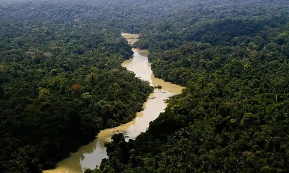 CAIXA DESTINA R$ 50 MILHÕES PARA FLORESTAS PRODUTIVAS NA AMAZÔNIA