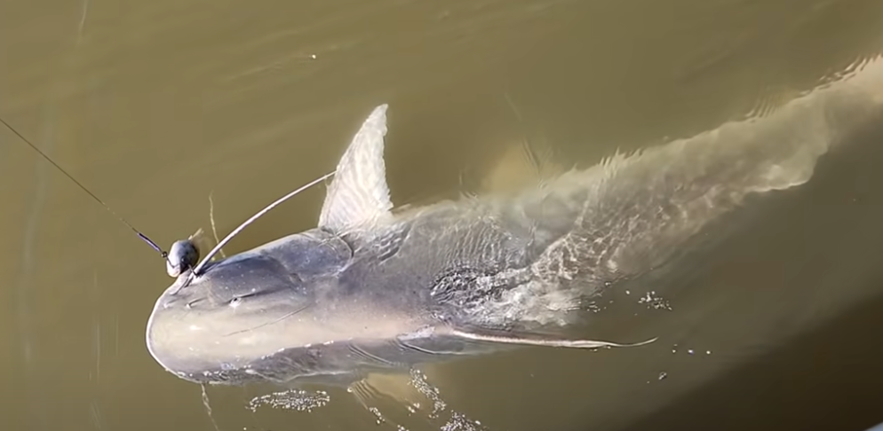 AMAZÔNIA: TUBARÃO DOS RIOS , PIRAÍBA DE 2,3 METROS E PESANDO APROXIMADAMENTE 200 KG É PESCADO NO RIO XINGU
