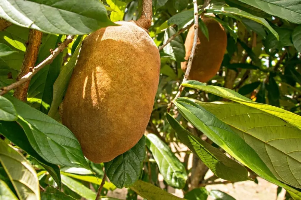 EMBRAPA LANÇA SÉRIE DE VÍDEOS SOBRE CULTIVO DE CUPUAÇU