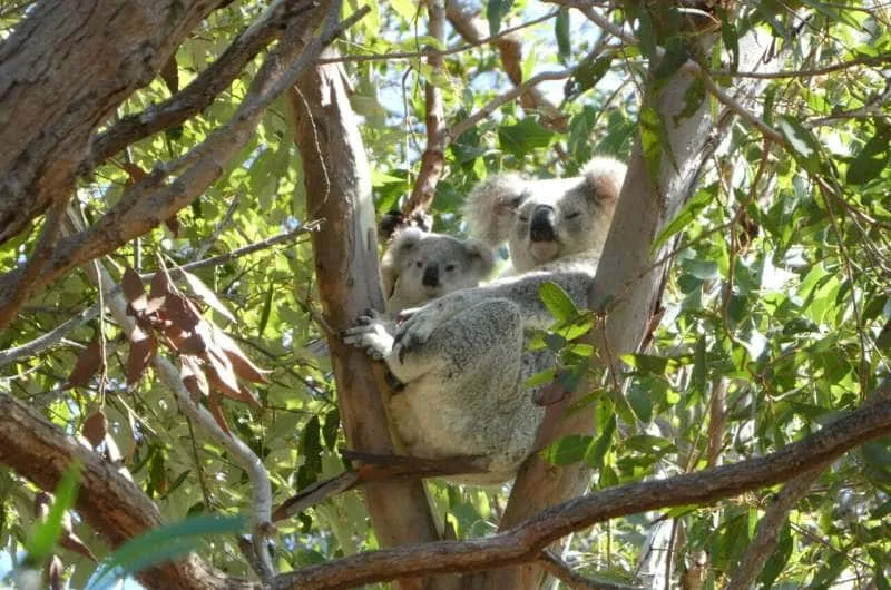 PORQUE A AUSTRÁLIA AUTORIZOU O ABATE DE MAIS DE 750 COALAS EM UM PARQUE NATURAL