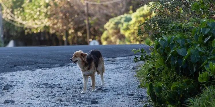 QUEM ABANDONAR ANIMAL NA ESTRADA PODE PERDER A CNH