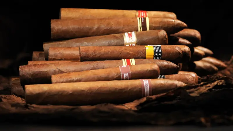 CHARUTOS CUBANOS SOB AMEAÇA, MUDANÇA CLIMÁTICAS AFETAM CULTIVO DO TABACO