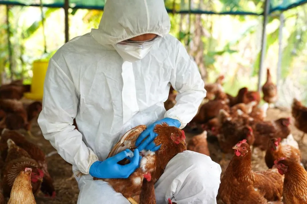 ARGENTINA, CHINA E UE SUSPENDEM COMPRA DE FRANGO BRASILEIRO APÓS CASO DE GRIPE AVIÁRIA
