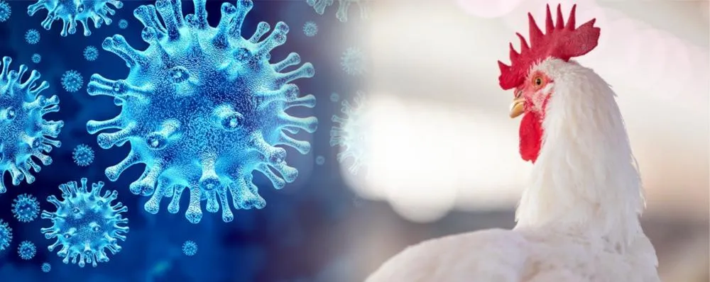 GOIÁS EM ALERTA PREVENTIVO ENQUANTO TOCANTINS DESCARTA NOVO CASO DE INFLUENZA AVIÁRIA