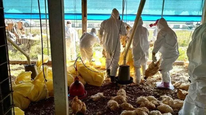 BRASIL INVESTIGA 17 CASOS SUSPEITOS DE GRIPE AVIÁRIA