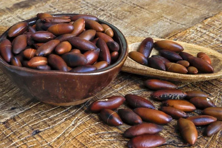 BRASIL EXPORTARÁ CASTANHA DE BARU PARA UNIÃO EUROPEIA