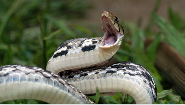 PICADO POR FILHOTE DE SUCURI HOMEM REAGE E MORDE E MATA A COBRA DEPOIS DE SER ATACADO 