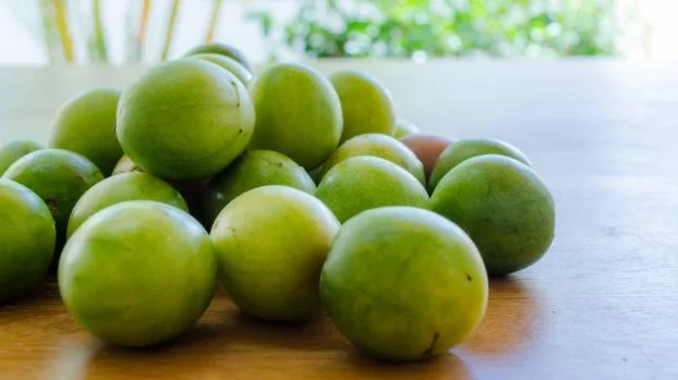 NEM JABOTICABA E NEM AÇAI: ESSA É A FRUTA NATIVA DO BRASIL QUE POUCOS CONHECEM