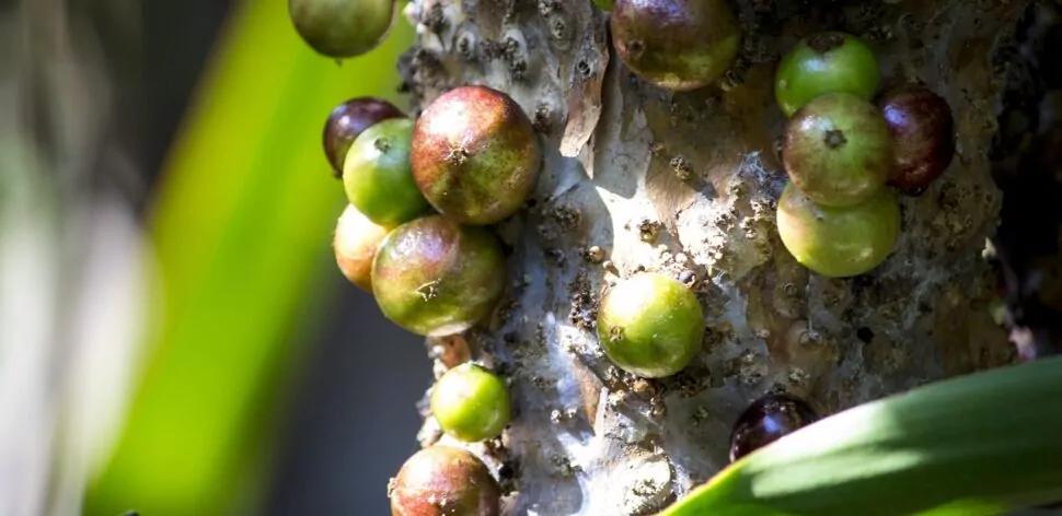 SE VOCE TEM JABUTICABA EM CASA, VOCE TEM UM TESOURO