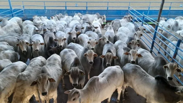 PREÇO DO BOI GORDO BATE RECORDE HISTÓRICO E DESAFIA O MERCADO