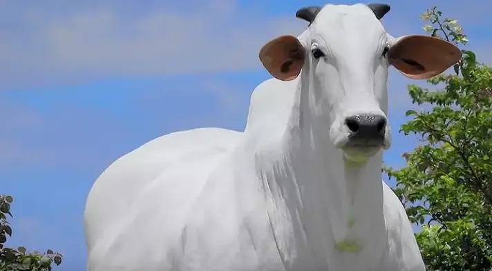 CARINA A VACA MAIS VALIOSA DO MUNDO
