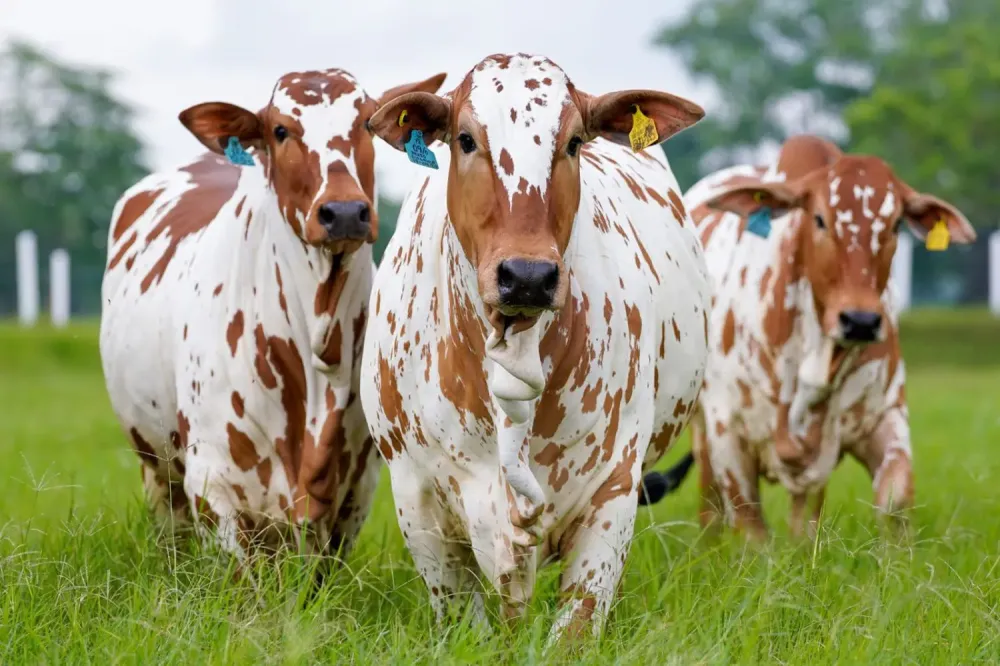 NOVA TECNOLOGIA PARA INSEMINAÇÃO ARTIFICIAL ESTÁ REVOLUCIONANDO A PECUÁRIA BRASILEIRA