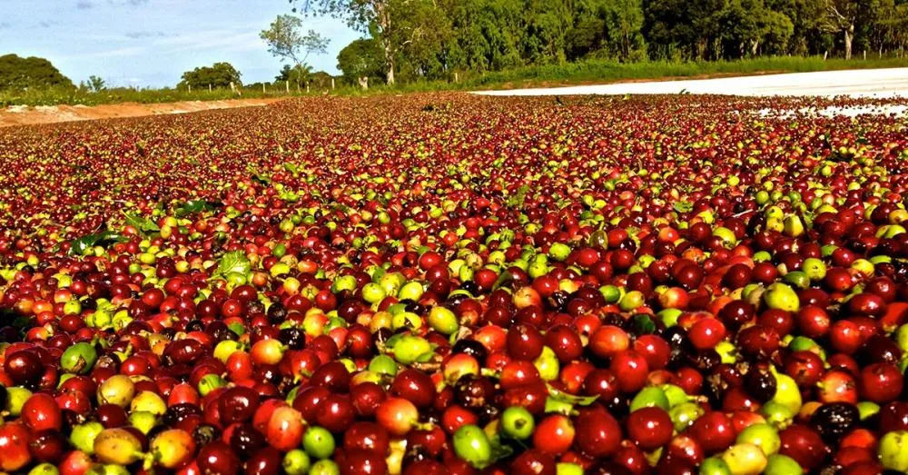 COM MENOR OFERTA SACA DE CAFÉ SOBE MAIS DE 100%