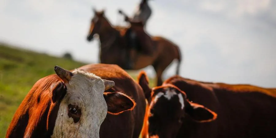 OS LIMITES DO CRÉDITO DE CARBONO AO AGRO