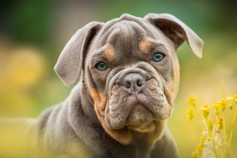 COMO IDENTIFICAR E AGIR AOS COMPORTAMENTOS REATIVOS DOS CÃES