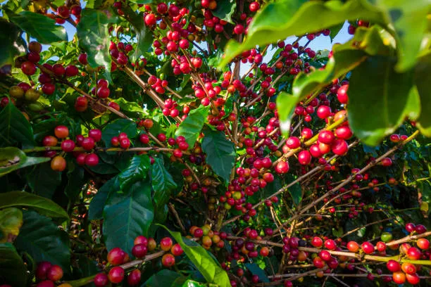 VENDA DE “CAFÉ FAKÉ” PREOCUPA INDÚSTRIA NO BRASIL: EMPRESA DIZ NÃO ENGANAR CONSUMIDOR