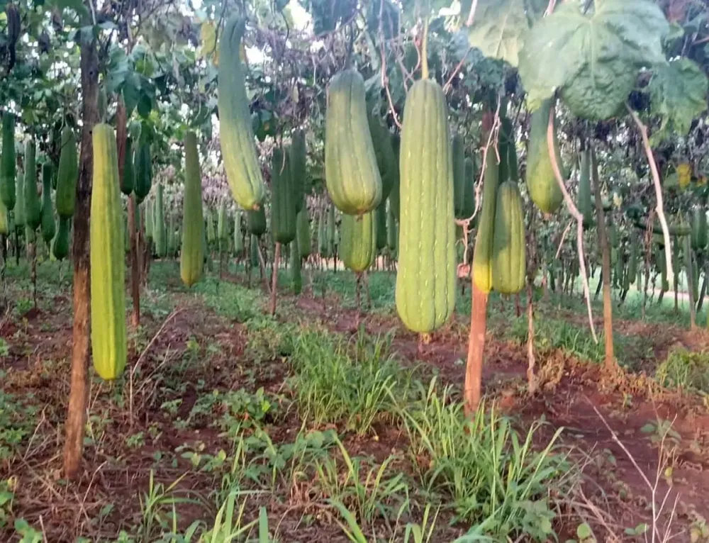 PARANÁ É DESTAQUE NA PRODUÇÃO DE BUCHA VEGETAL, QUE CHEGA A 41 MUNICIPIOS