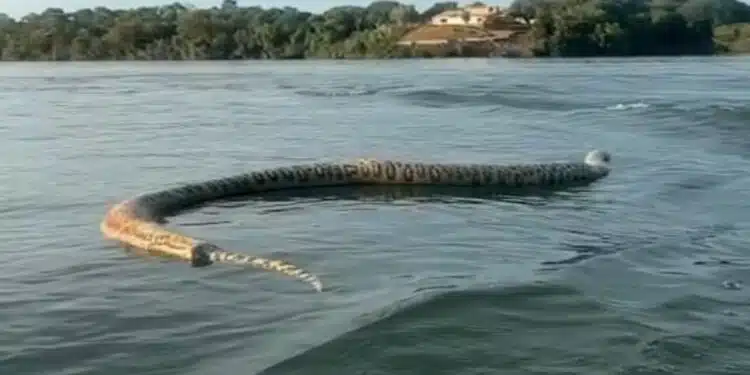 APARIÇÃO DA SUCURI GIGANTE NO LAGO DE PORTO NACIONAL(TO)