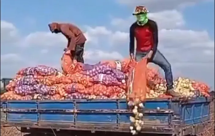 SAIBA POR QUE OS PRODUTORES RURAIS ESTÃO JOGANDO FORA PARTE DA COLHEITA