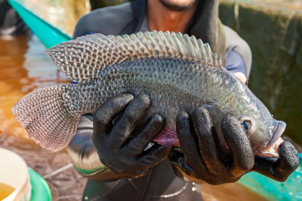 BRASIL ATINGE MARCA HISTÓRICA DE QUASE 1 MILHÃO DE TONELADAS NA PRODUÇÃO DE PEIXES DE CULTIVO