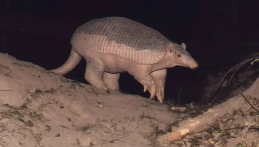 TATU CANASTRA GIGANTE É FLAGRADO EM ESTRADA NO ESTADO DO TOCANTINS